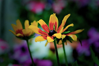 Close-up of Yellow and Red Black-eyed Susan Flower