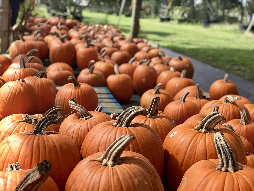 Rows of orange pumpkins at an autumn harvest farm