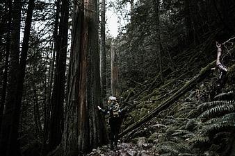 Hiker with backpack touching giant redwood tree in dark forest