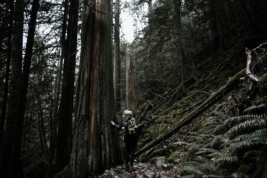 Hiker with backpack touching giant redwood tree in dark forest