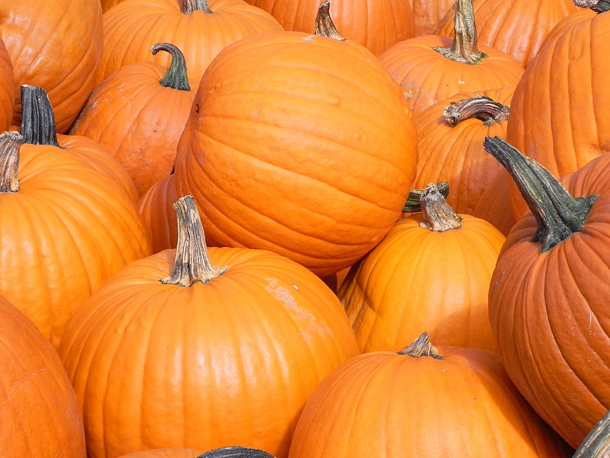 Close-up of vibrant orange pumpkins for autumn harvest