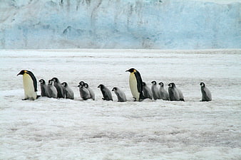 Emperor penguins and chicks on Antarctic ice