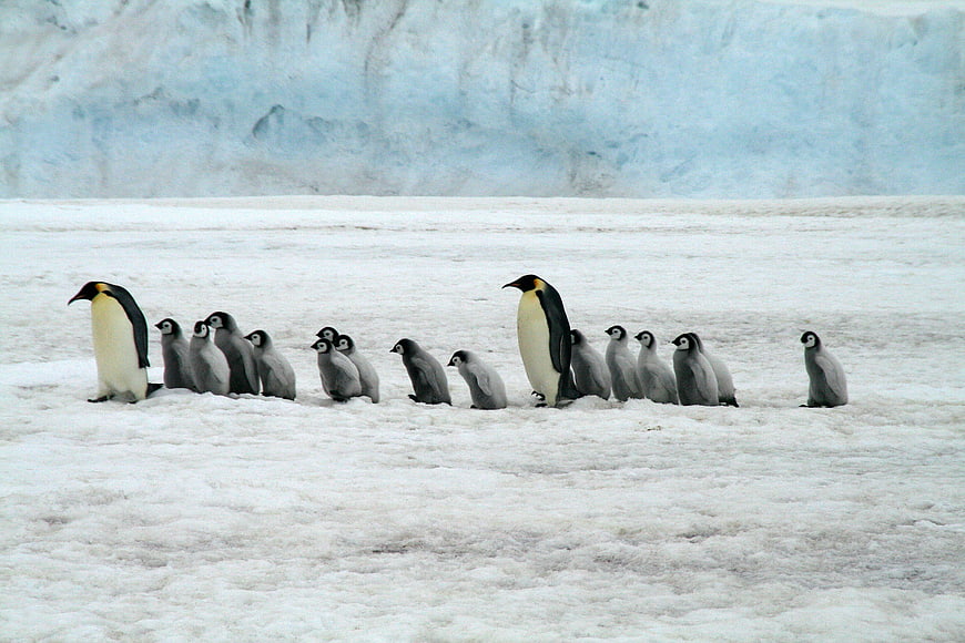 Emperor penguins and chicks on Antarctic ice