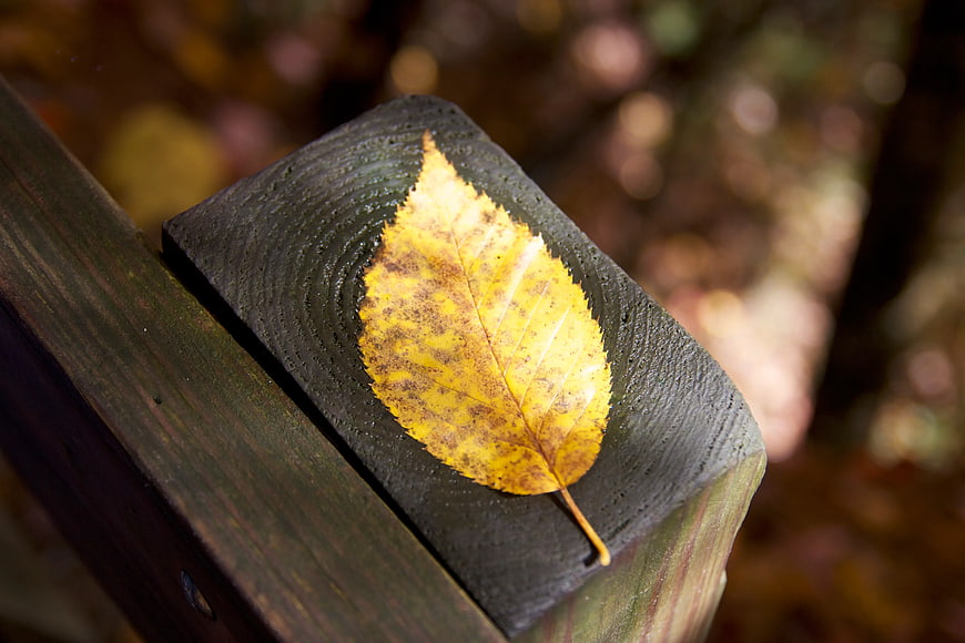 Yellow Autumn Leaf on Dark Wooden Fence Post