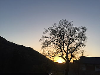Silhouette of tree against sunset sky with traditional building