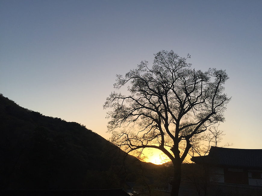 Silhouette of tree against sunset sky with traditional building