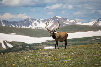Majestic Elk Standing in Alpine Meadow with Snowy Mountains