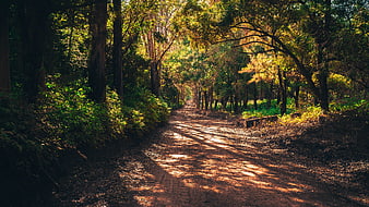 Sunlit Forest Trail Path Through Dense Green Vegetation