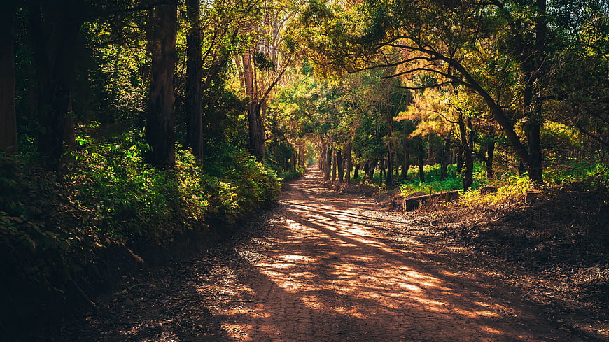 Sunlit Forest Trail Path Through Dense Green Vegetation