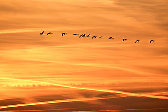Silhouette of birds flying in formation against orange sunset sky