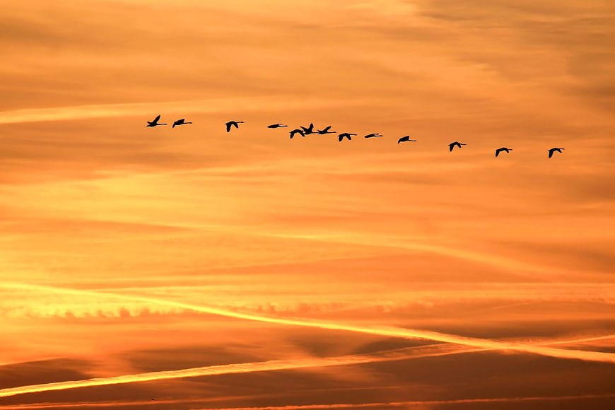 Silhouette of birds flying in formation against orange sunset sky