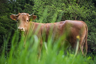 Brown Cow Standing in Green Pasture with Forest Background