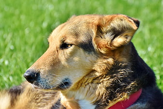 Close-up portrait of a mixed breed dog with a red collar