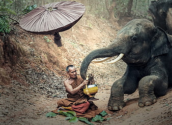 Buddhist monk blessing elephant in forest