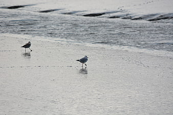 Two seagulls walking on wet sandy beach near ocean waves