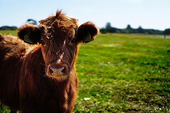 Curious Brown Calf in Green Pasture with Ear Tags