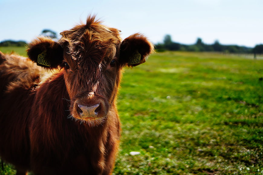 Curious Brown Calf in Green Pasture with Ear Tags