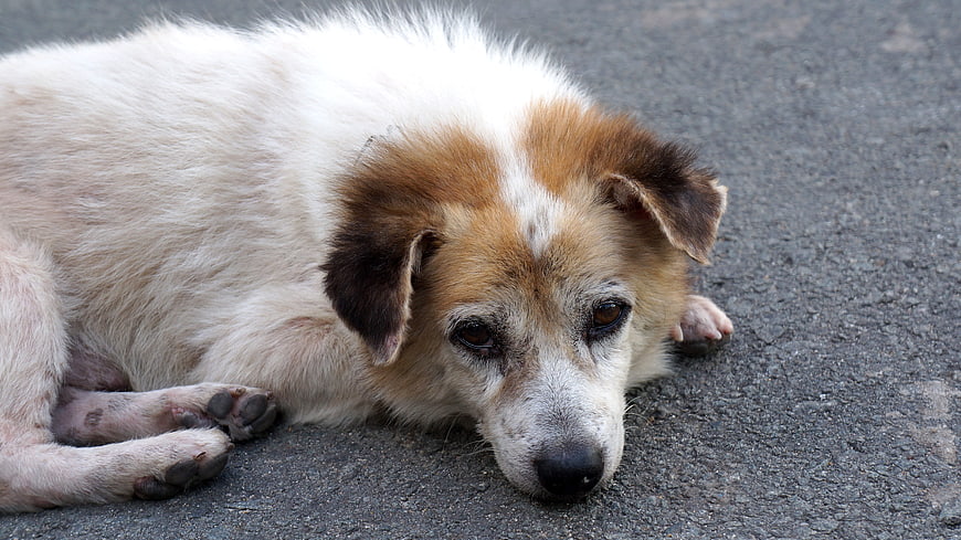 Sad stray dog resting on asphalt road