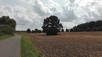Lone Tree in Plowed Field with Country Road and Cloudy Sky
