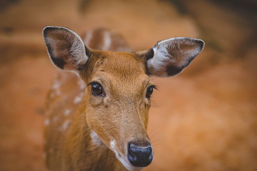 Close-up Portrait of a Young Spotted Deer