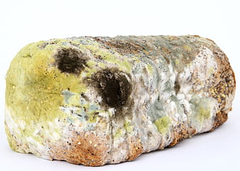 Moldy Bread Loaf Isolated on White Background