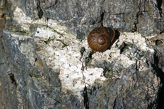 Brown snail shell on textured tree bark