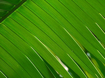 Close-up of vibrant green palm leaf texture