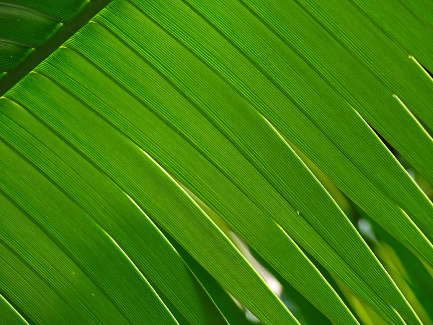 Close-up of vibrant green palm leaf texture