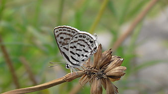 White and black butterfly on dried flower head
