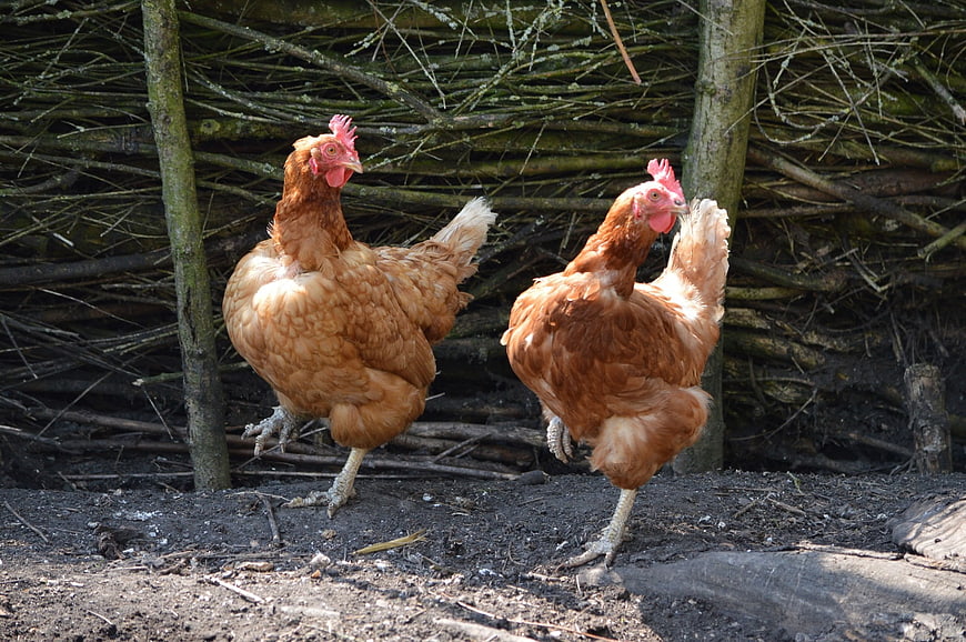 Two brown hens walking on dirt in front of a rustic wooden fence