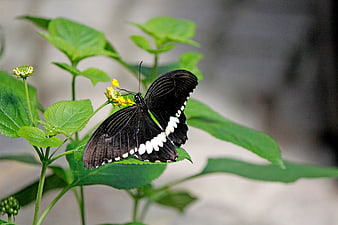 Black butterfly with white spots on green plant