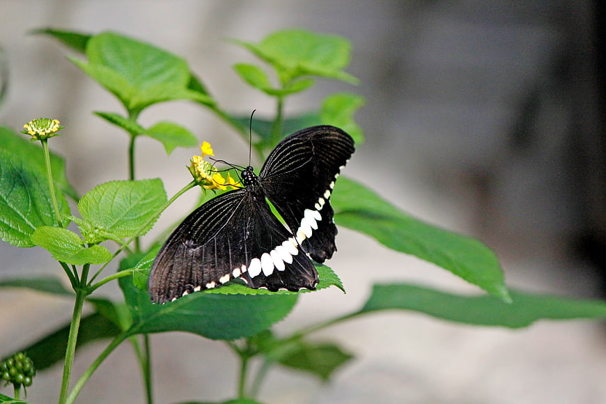 Black butterfly with white spots on green plant