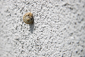 Small snail shell on textured white concrete wall