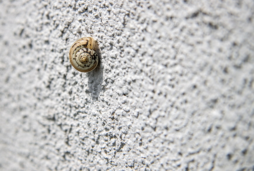 Small snail shell on textured white concrete wall