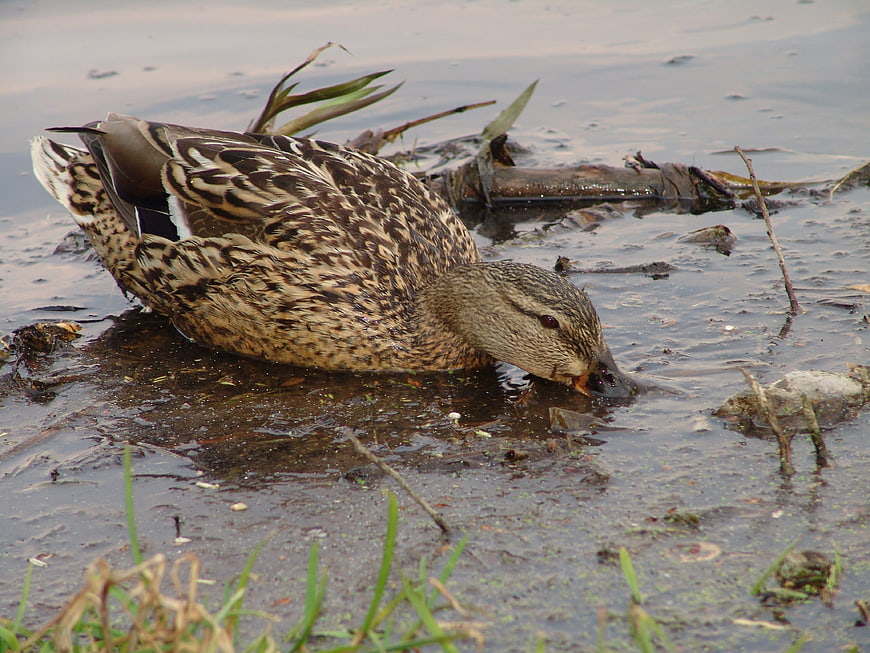 Female Mallard Duck Foraging in Muddy Wetland