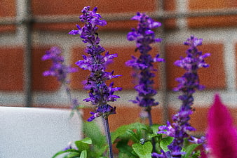 Close-up of purple salvia flowers against a blurred brick wall