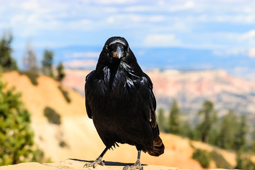 Close-up of a black crow perched on a rock with blurred canyon background