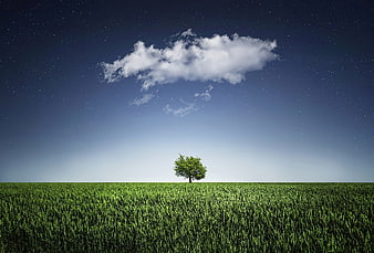 Lone Tree in Green Field Under Starry Sky with Cloud