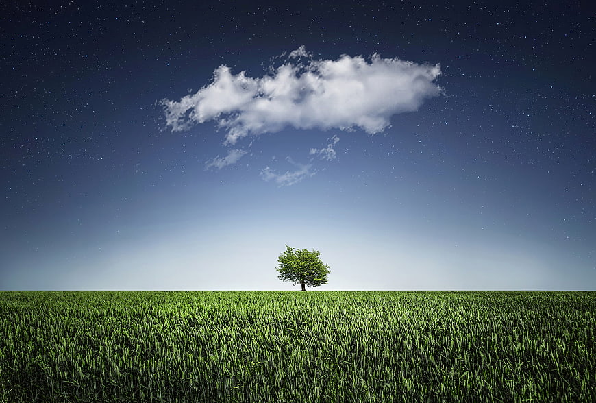 Lone Tree in Green Field Under Starry Sky with Cloud