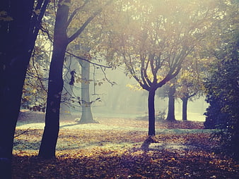 Misty Autumn Forest Path with Golden Sunlight