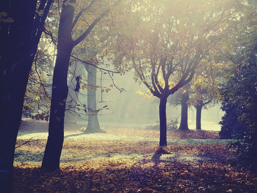 Misty Autumn Forest Path with Golden Sunlight