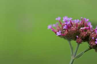 Purple Verbena Flower Close-Up with Green Background