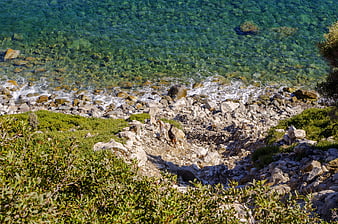 Goats on rocky Mediterranean coast with turquoise water
