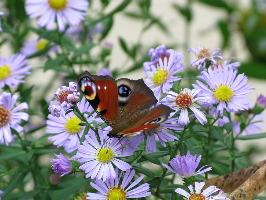 Peacock Butterfly on Purple Aster Flowers in Garden