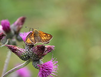 Orange Skipper Butterfly on Purple Thistle Flower