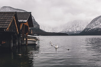 Serene Lake Scene with Wooden Boathouse and Swans