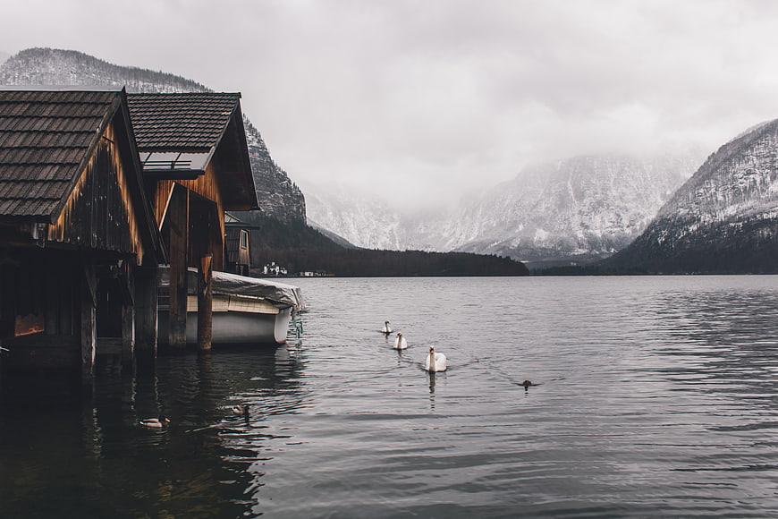 Serene Lake Scene with Wooden Boathouse and Swans