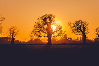 Silhouetted Trees Against Vibrant Orange Sunset Sky