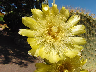 Close-up of vibrant yellow cactus flower in desert garden