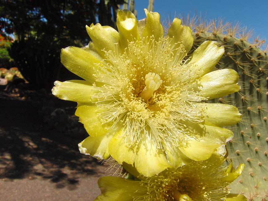 Close-up of vibrant yellow cactus flower in desert garden